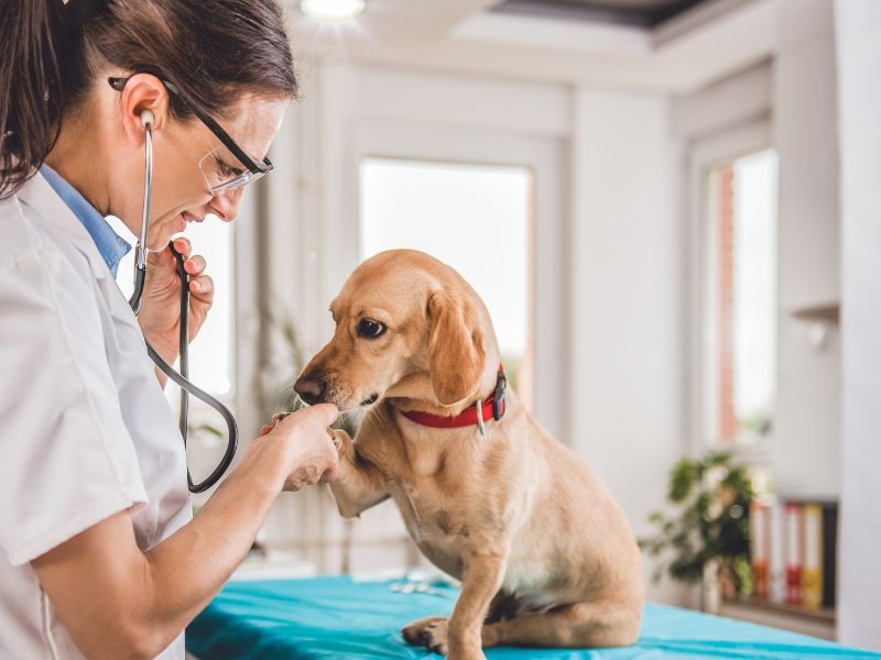 Consultas Especializadas